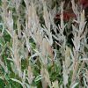 Tricolor Willow #3 - Image 2